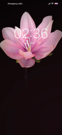  pink flowers