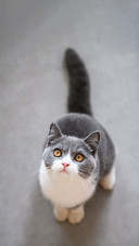 Cute British short-haired cat