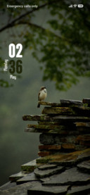 Small Bird