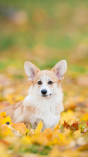 Pembroke Welsh Corgi Puppy in Autumn