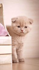 猫的呼噜声有两种含义