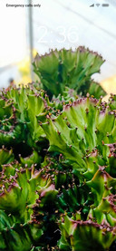 Grossery_DWM3
