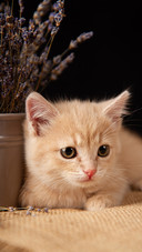 A little ginger cat with a black background