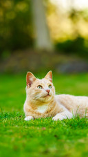 A Funny Red Cat Lying on Grass