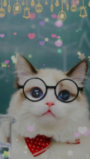 萌猫