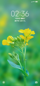 护眼油菜花