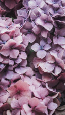 Roses and Lilacs (13)