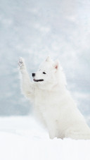 White Samoyed Dog in Winter Snow Nature Forest