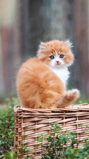 猫咪也怕冷吗