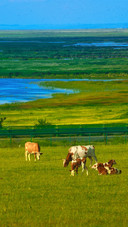 The pastoral song of the grassland and the intoxicating