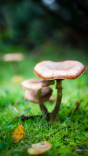 Cute mushroom-03