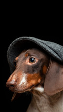 A melancholy dog wearing a beret