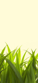 简约小清新绿色植物简单壁纸-锐景创意