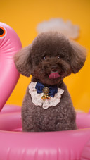 Pet teddy with a solid base