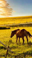 Nanshan pasture