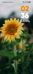 Sunflower