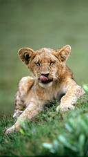 Cute Cheetah-03
