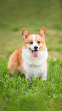 Dog379