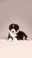 Cute little fluffy australian shepherd puppy