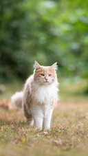 Cat (11)
