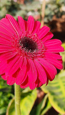 Blooming