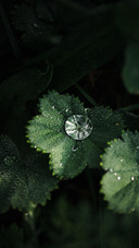 节气：谷雨