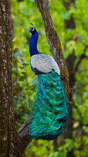 Beautiful peacock-02