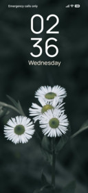 Monochrome Daisy
