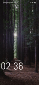 Tree Forest