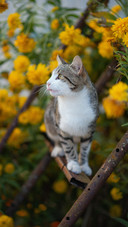 Cat Standing in The Flowers And Looking to The Side