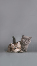 Two British Shorthair Kittens