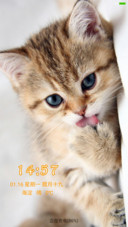 瞧，这萌猫