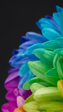 Rainbow Flower Isolated on Black Background