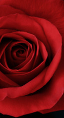 Red Roses (6)