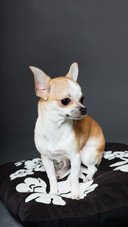 Dog259