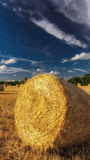 The fields reflect the sky's color.