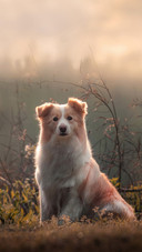 The dog at sunset 2