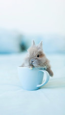 A Small Gray Bunny Rabbit Laying on The Cup