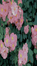 Flowers in memory