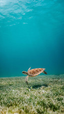 海龟如何换气