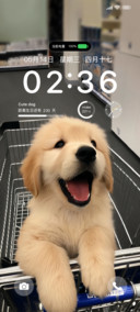 可爱小狗的世界