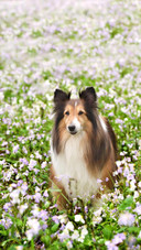 Dog443