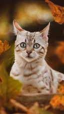 Cat (8)
