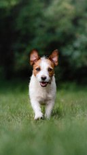Dog (7)