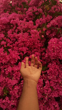 bougainvillea