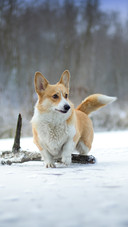 Dog (5)