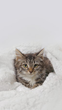 Kitten Lying on a Blanket on a White Background
