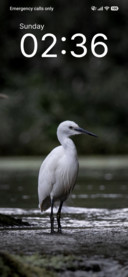 Snow Heron