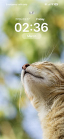 Feline Dreams