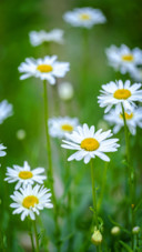 Flower (4)